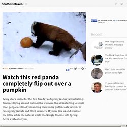 Watch this red panda completely flip out over a pumpkin