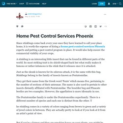 Home Pest Control Services Phoenix