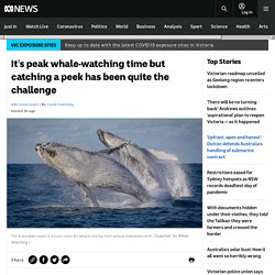 It's peak whale-watching time but catching a peek has been quite the challenge