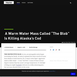 A Warm Water Mass Called “The Blob” Is Killing Alaska’s Cod