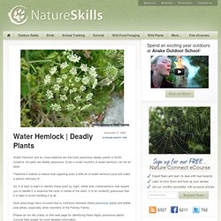 Water Hemlock