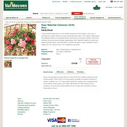 Rose 'Waterfall Collection' - Roses - Van Meuwen