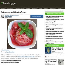 Watermelon and Cilantro Sorbet