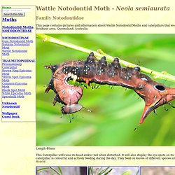 Wattle Notodontid Moth - Neola semiaurata