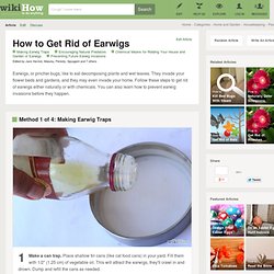 4 Ways to Get Rid of Earwigs