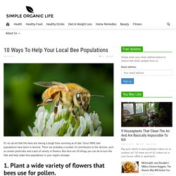 10 Ways To Help Your Local Bee Populations