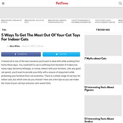 5 Ways To Get The Most Out Of Your Cat Toys For Indoor Cats - PetTime