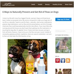 6 Ways to Naturally Prevent and Get Rid of Fleas on Dogs