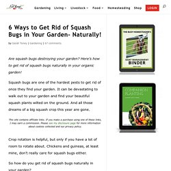 6 Ways to Get Rid of Squash Bugs in Your Garden- Naturally!