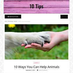 10 Ways You Can Help Animals - 10 Tips