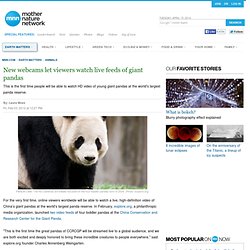 New web cams let viewers watch live feeds of giant pandas