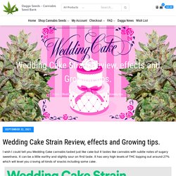 Wedding Cake Strain Review, effects and Growing tips. -