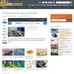 8 Weird Facts About Sharks