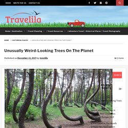 9 Weird Looking Trees - To See, Not To Unsee