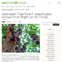Weirdest Tree Ever? Jabuticaba Grows Fruit Right on its Trunk