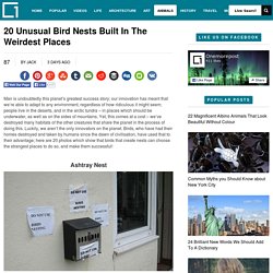20 Unusual Bird Nests Built In The Weirdest PlacesOnemorepost
