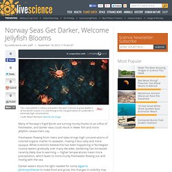 Norway Seas Get Darker, Welcome Jellyfish Blooms