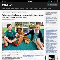 Daisy the school dog improves student wellbeing and attendance in classroom