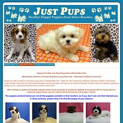 Just Pups Puppy Store