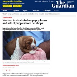 Western Australia to ban puppy farms and sale of puppies from pet shops