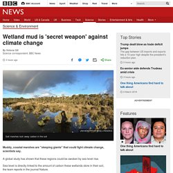 Wetland mud is 'secret weapon' against climate change