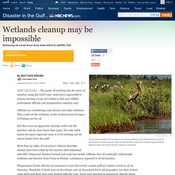 Wetlands cleanup may be impossible - Disaster in the Gulf