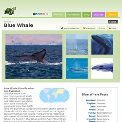 Blue Whale (Balsenoptera musculus)