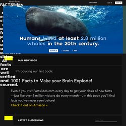 Whale Facts: 31 Facts about Whales