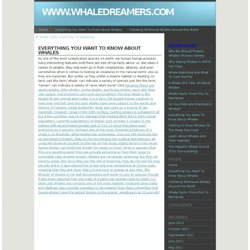 www.whaledreamers.com » Everything You Want To Know About Whales