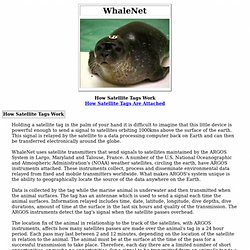 WhaleNet/Satellite Tag