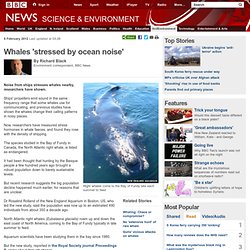 Whales 'stressed by ocean noise'