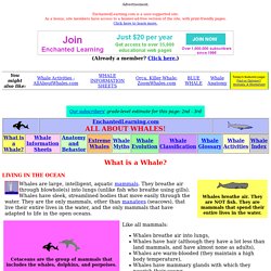 Whales - What is a Whale?- EnchantedLearning.com