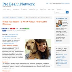 What You Need To Know About Heartworm Disease