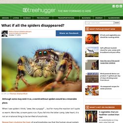 what-if-all-the-spiders-disappeared