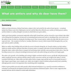What are antlers and why do deer have them?