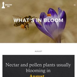 What's In Bloom In August — Bridgetown Bees