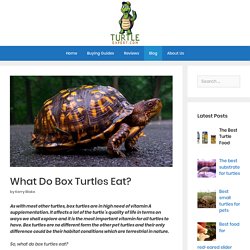 What Do Box Turtles Eat? - turtleexpert.com