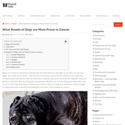 What Breeds of Dogs are More Prone to Cancer