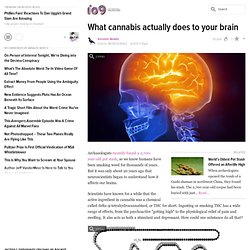 What Canabis Actually Does To Your Brain