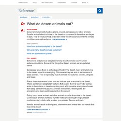 What do desert animals eat?