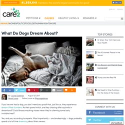 What Do Dogs Dream About?