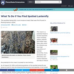 What To Do If You Find Spotted Lanternfly