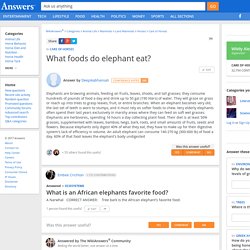 What foods do elephant eat