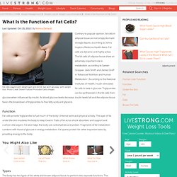 What Is The Function Of Fat Cells?
