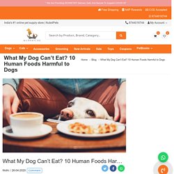 What My Dog Can’t Eat? 10 Human Foods Harmful to Dogs