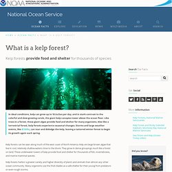 What is a kelp forest?