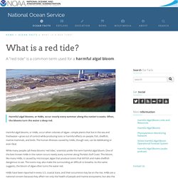 What is a red tide?