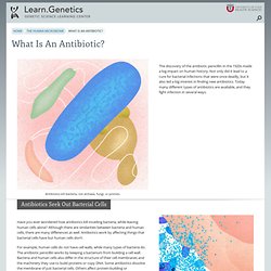 What Is An Antibiotic?