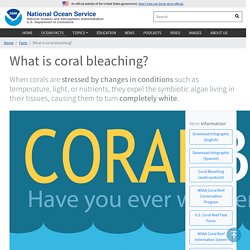 What is coral bleaching?