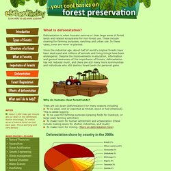 What is deforestation?